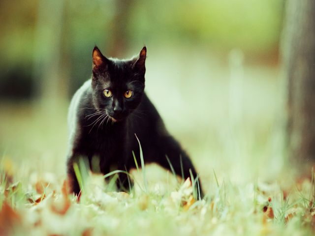 giấc mơ của mèo đen