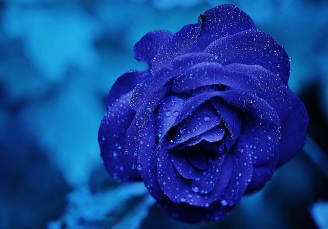 Mơ thấy hoa hồng xanh
