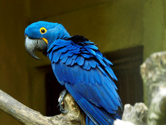 Chú chim xanh thể hiện bạn sắp nhận được nhiều niềm vui