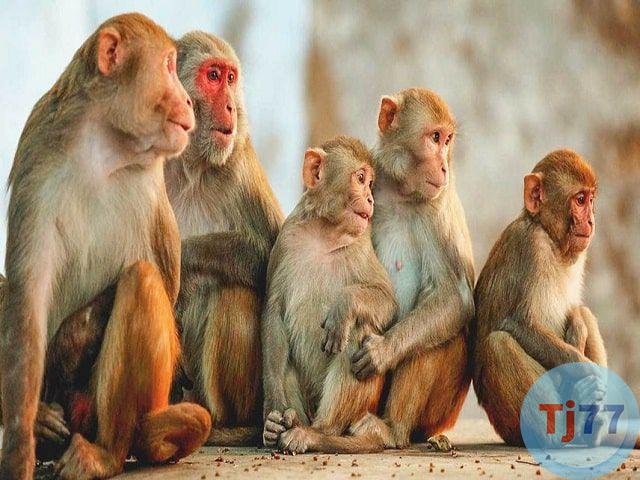 Nằm mơ thấy con khỉ số con khi ?