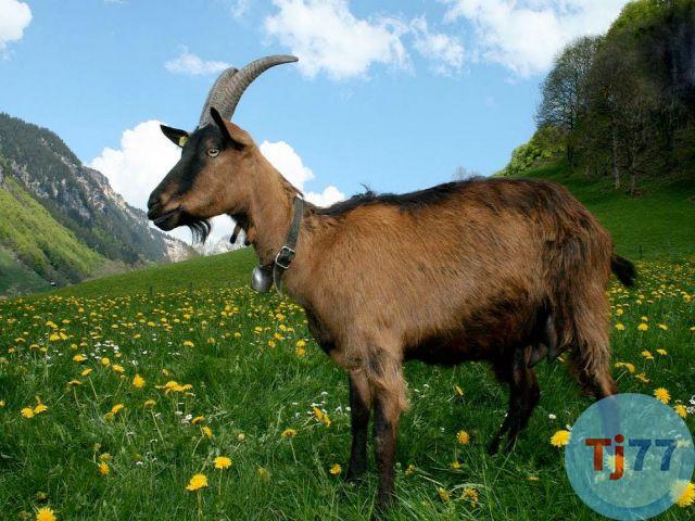 nằm mơ thấy dê đánh con số gì