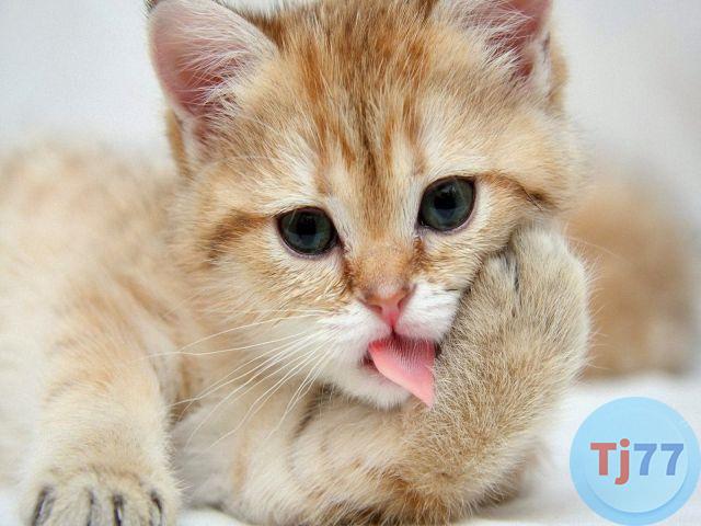 giấc mơ thấy mèo bí ẩn điền gì