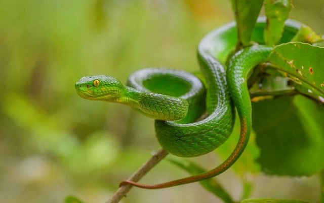 Green Snake Apricot Chase