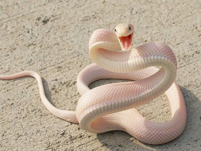 Dreamcatcher rắn trắng