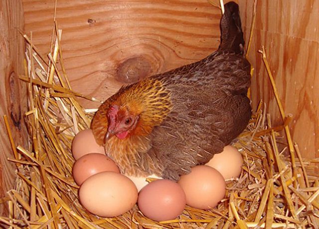 Trứng gà mái mai