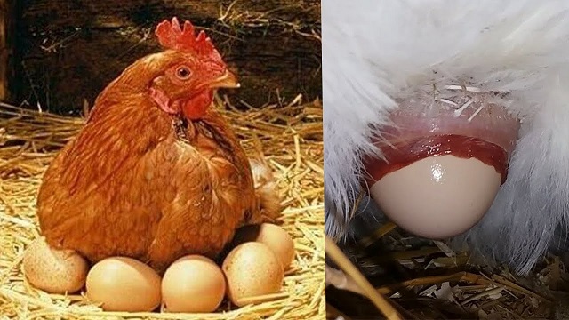 Giấc mơ của con gà mái đẻ trứng