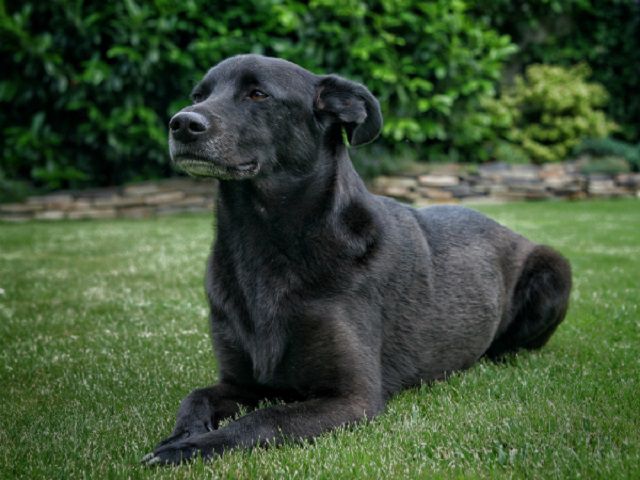 Một con chó đen đi vào nhà với một điềm lành