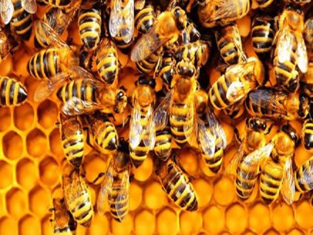 Con ong đã được điều chỉnh chính xác khi sự thay đổi lớn