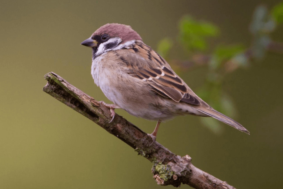 Dấu hiệu nhận biết chim sẻ là gì?