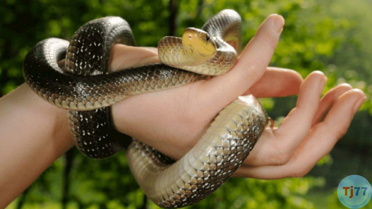 Nằm mơ thấy rắn quấn vào tay bạn