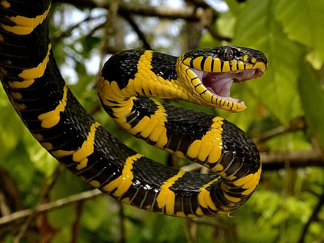 Nằm mơ thấy con rắn màu vàng và đen