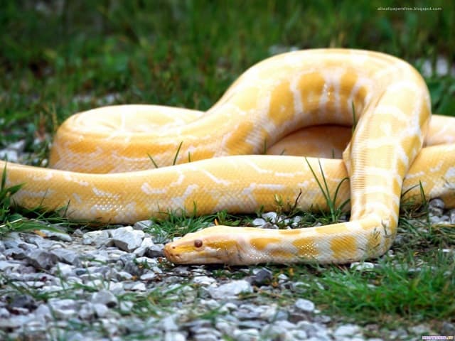 Nằm mơ thấy con rắn trắng vàng