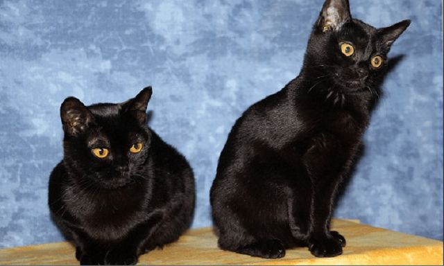 Mèo đực thay thế hai con mèo đen