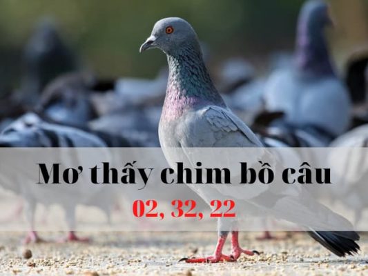 Nằm mơ thấy chim bồ câu