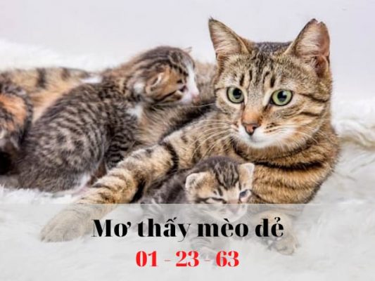 Nằm mơ thấy mèo đẻ