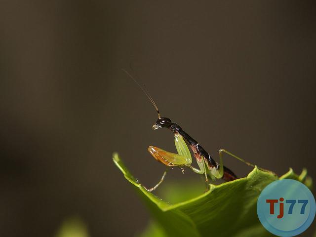số đề con bọ ngựa