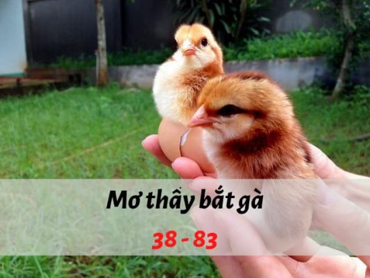 Nằm mơ thấy bắt gà