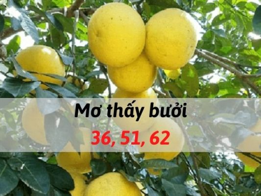 Mơ thấy quả bưởi đánh con gì