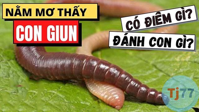 giấc mơ thấy con giun