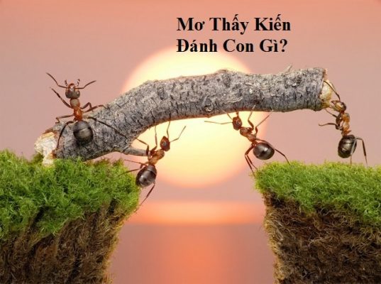 giấc mơ thấy kiến số mấy