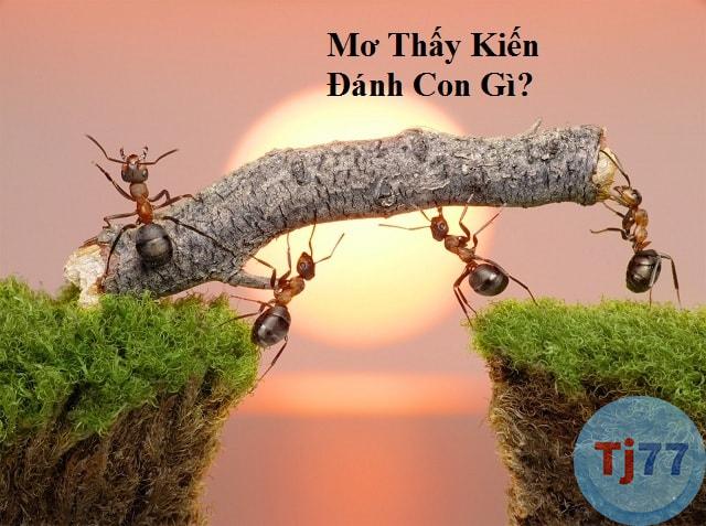 giấc mơ thấy kiến số mấy