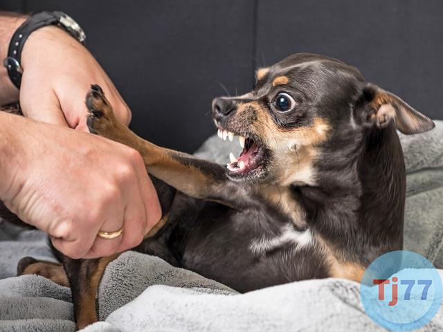 giấc mơ bị chó cắn