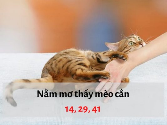 Nằm mơ thấy mèo cắn