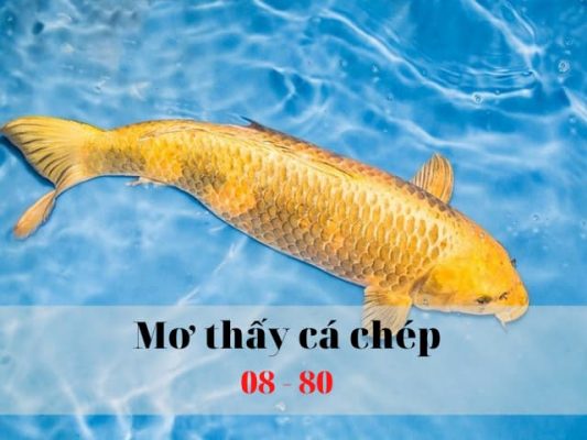 Nằm mơ thấy cá chép