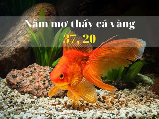 Nằm mơ thấy cá vàng