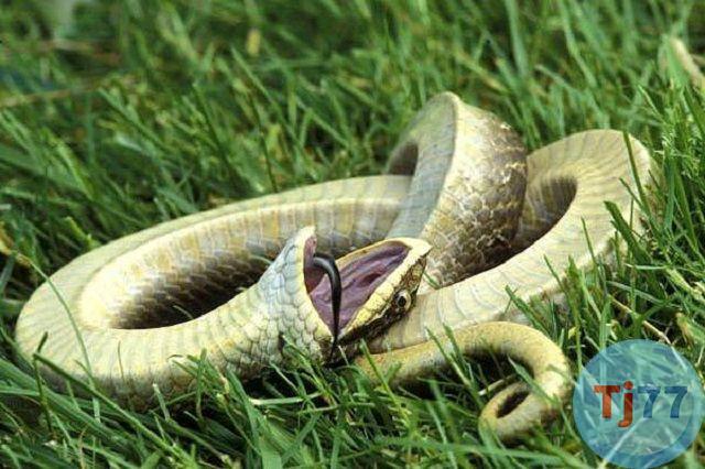 Số rắn chết là bao nhiêu?