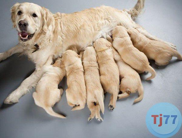 giấc mơ thấy chó đẻ