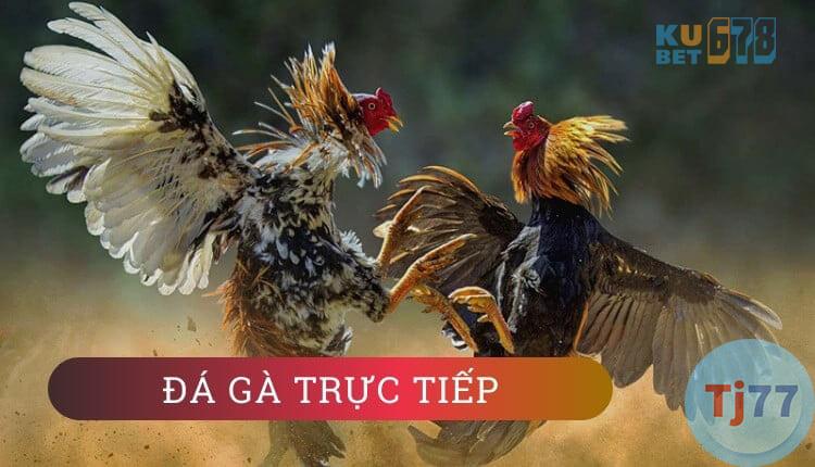 Đá gà online tại Thabet
